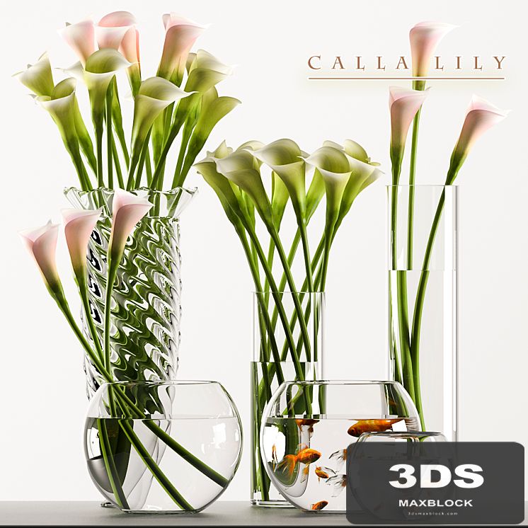 CALLA LILY 3