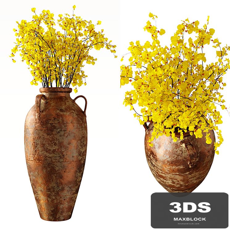 Hydria \ Oncidium