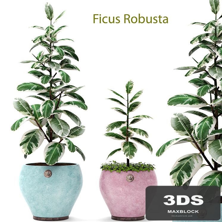 Ficus Robusta set 1. Ficus robusta, elastica, decorative, indoor, interior