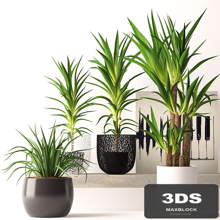 Houseplant set