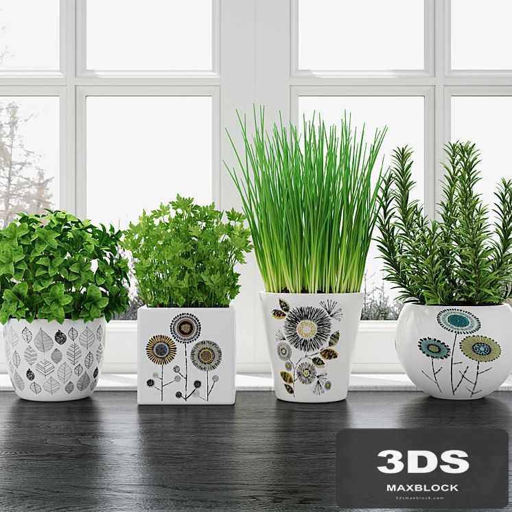 Herbs in pots