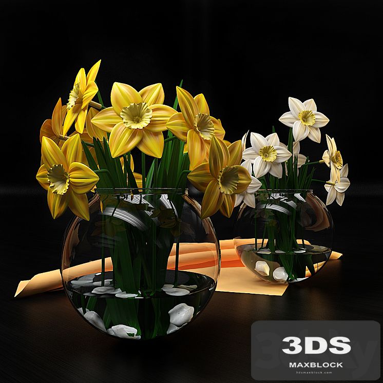 Narcissus