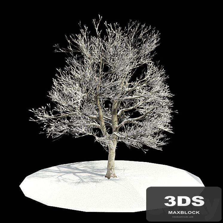tree-snow / tree in snow