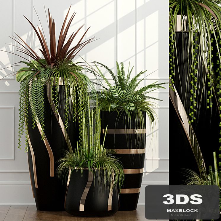 Room plants 15