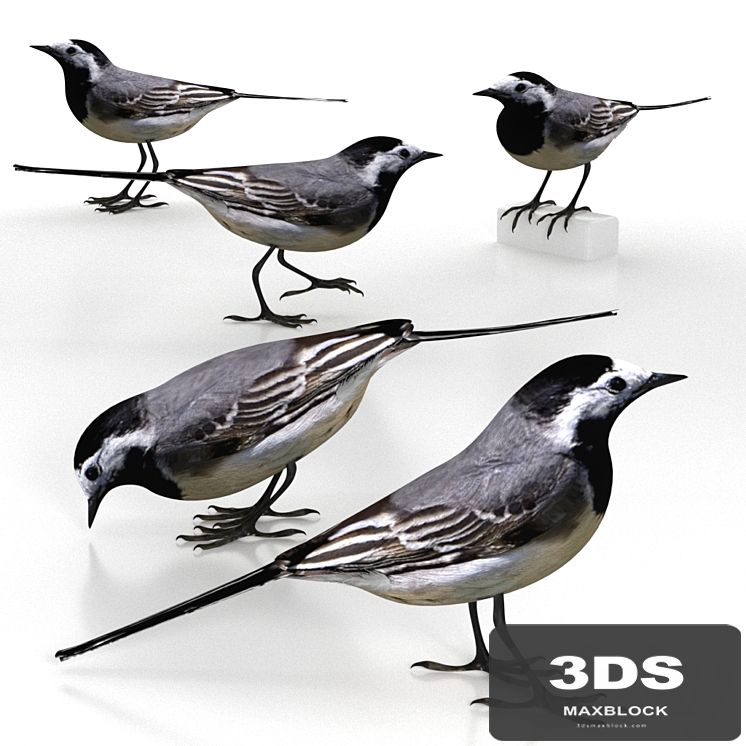 White Wagtail (bird)