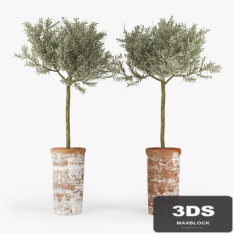 Olive_Tree