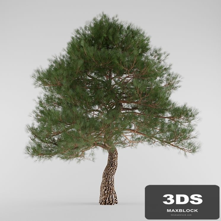 Southern Pine