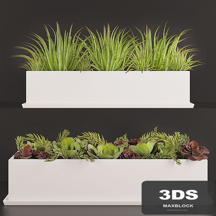 Contemporary houseplants