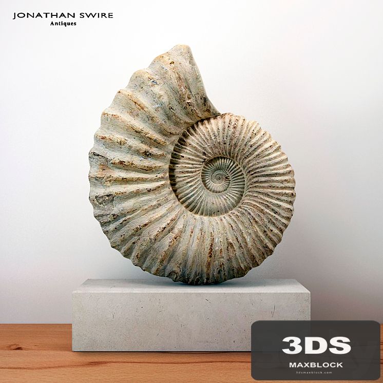 Large Ammonite Mounted on a Limestone Base