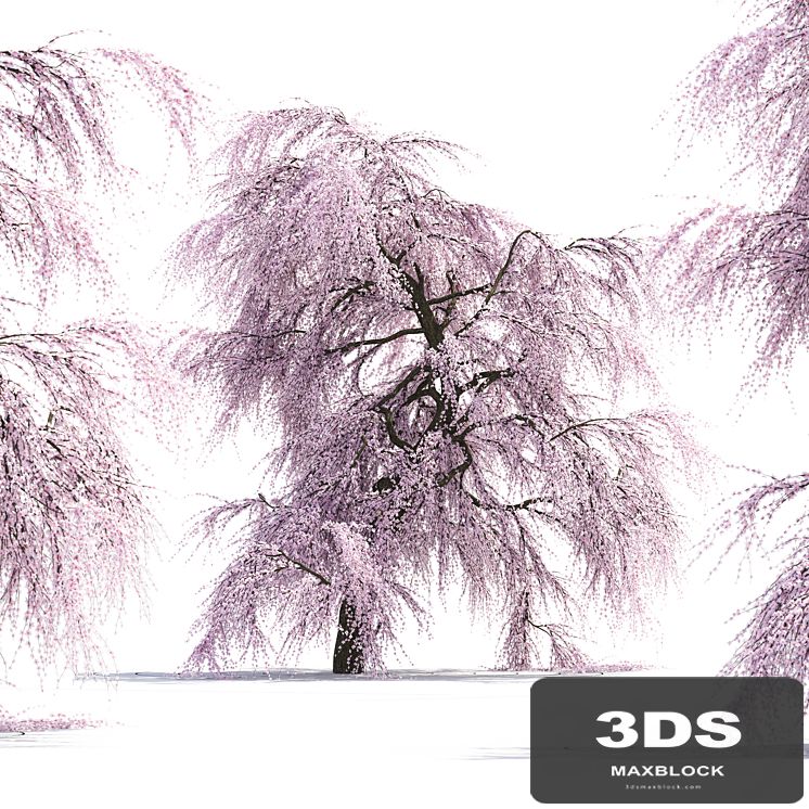 Sakura Tree