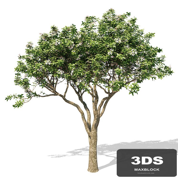Magnolia Tree