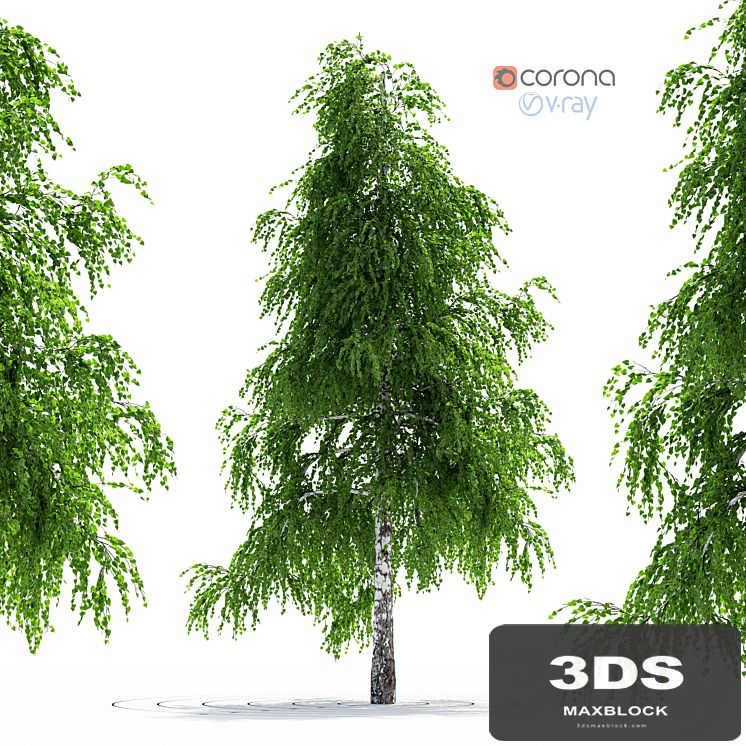 Birch Tree