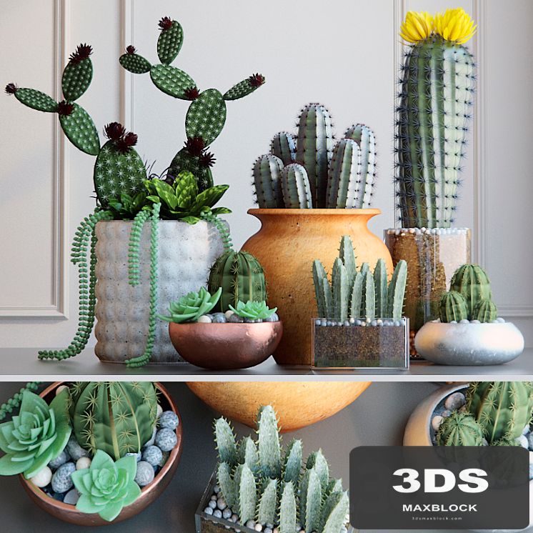 Cacti