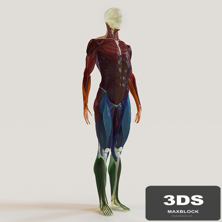 muscle groups skeleton system +