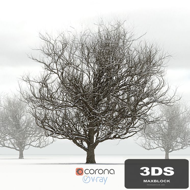 Oak with snow