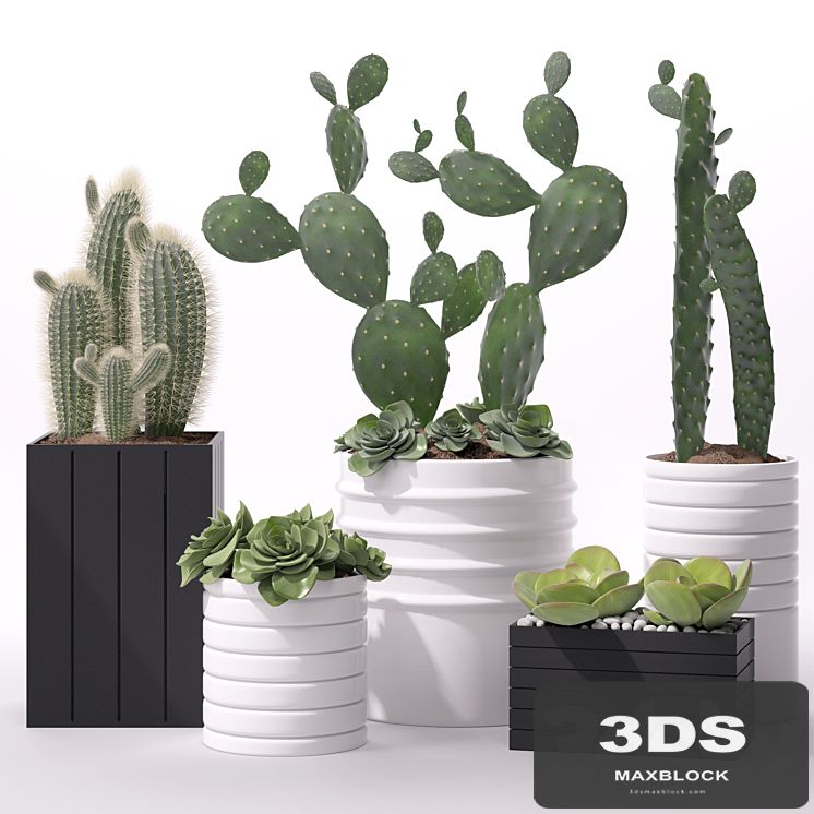Contemporary houseplants 2
