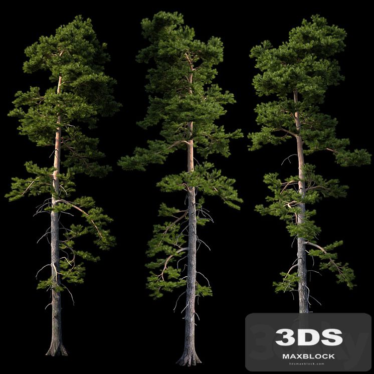 European pine