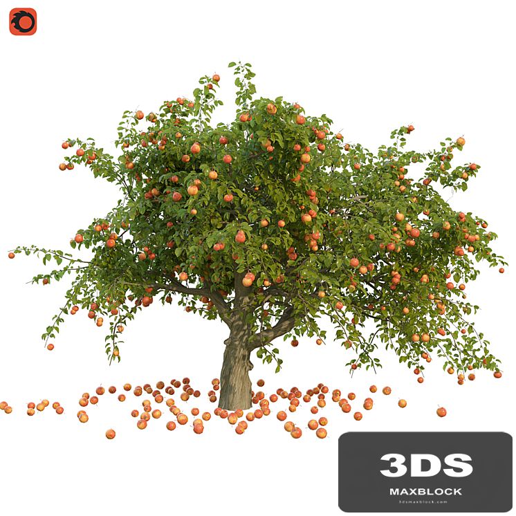 Apple tree