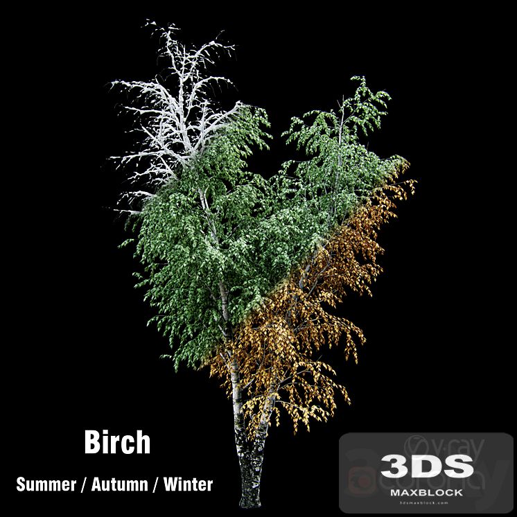 Birch / summer / fall / winter