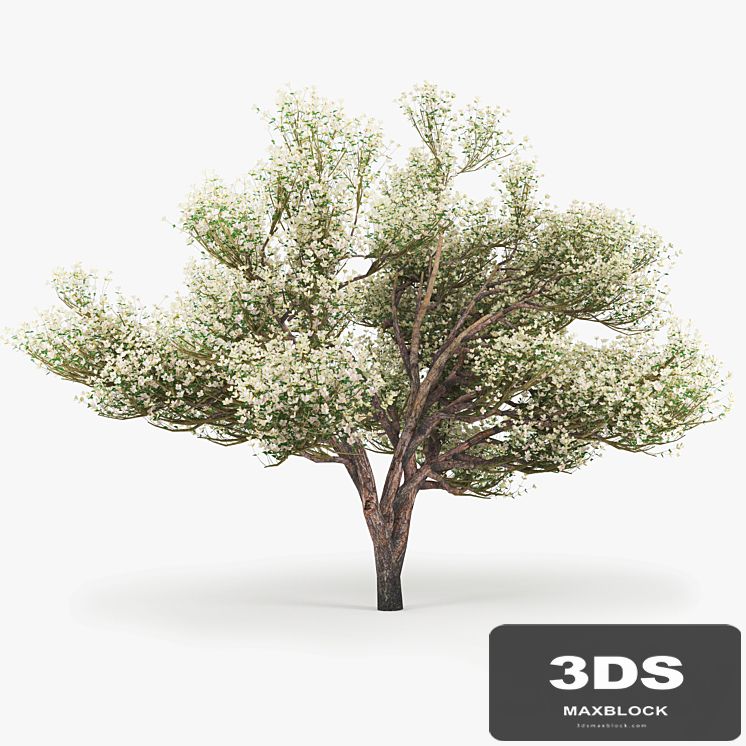 Flowering_Apple_Tree