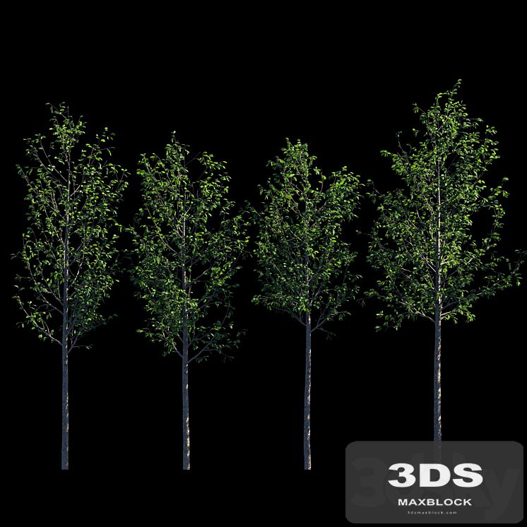 Young trees
