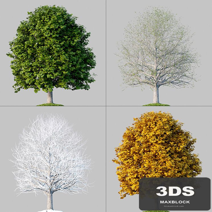 Oak_001_4_Seasons
