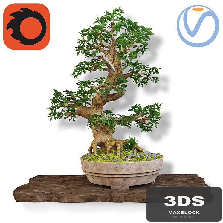 Bonsai