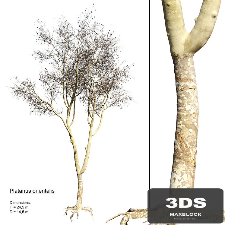 Platanus orientalis