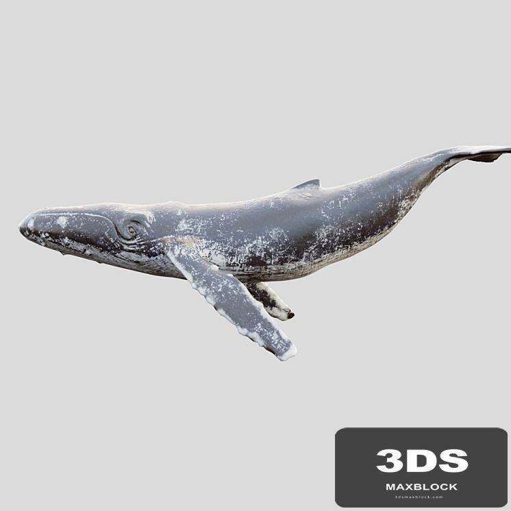 Gray_whale