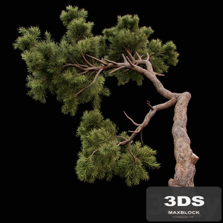 Curved Pine