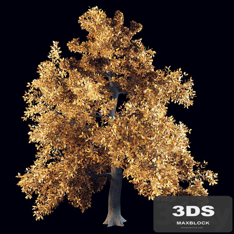 English oak