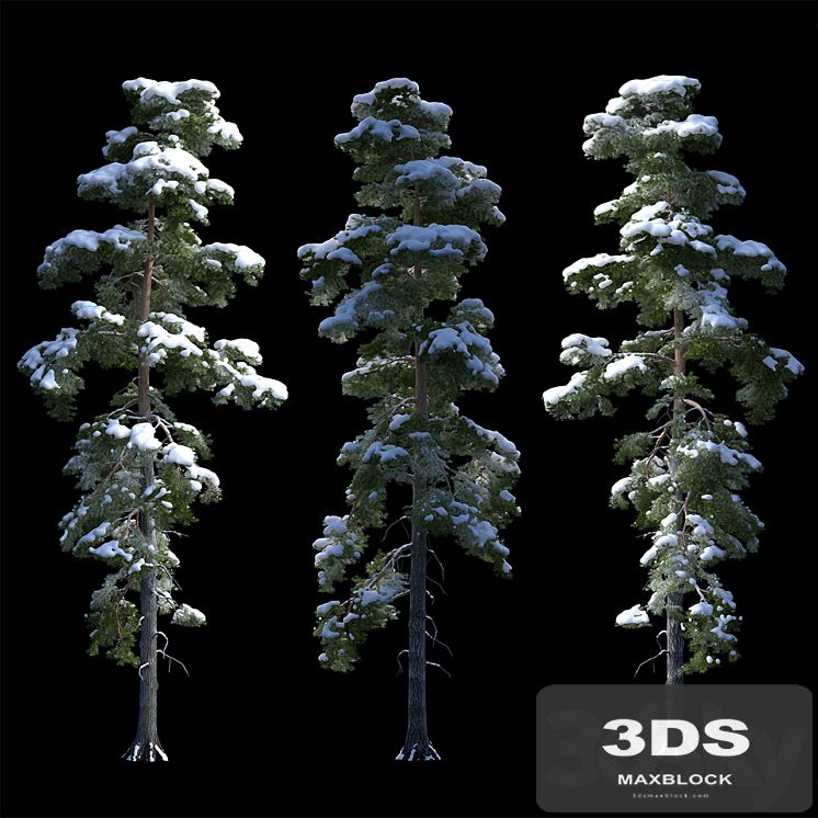 A large pine tree in the snow