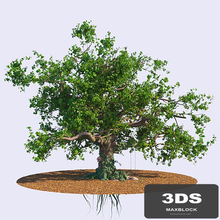 The old oak