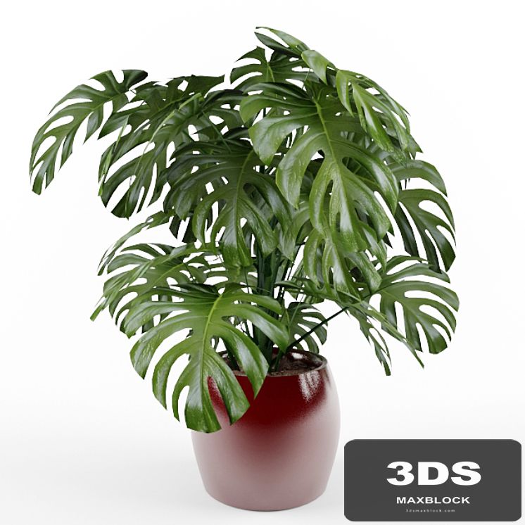 Monstera
