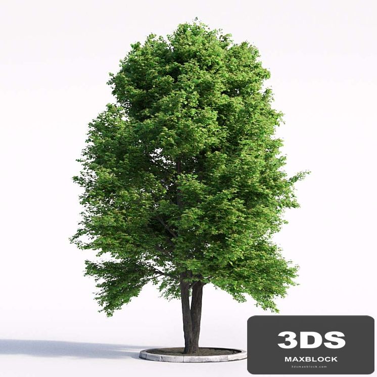 Linden tree