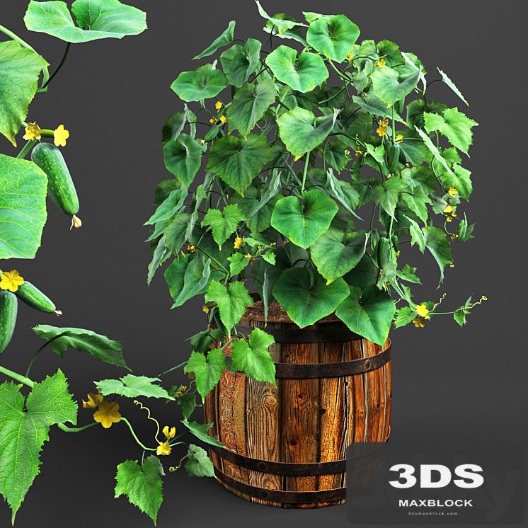 bush cucumber