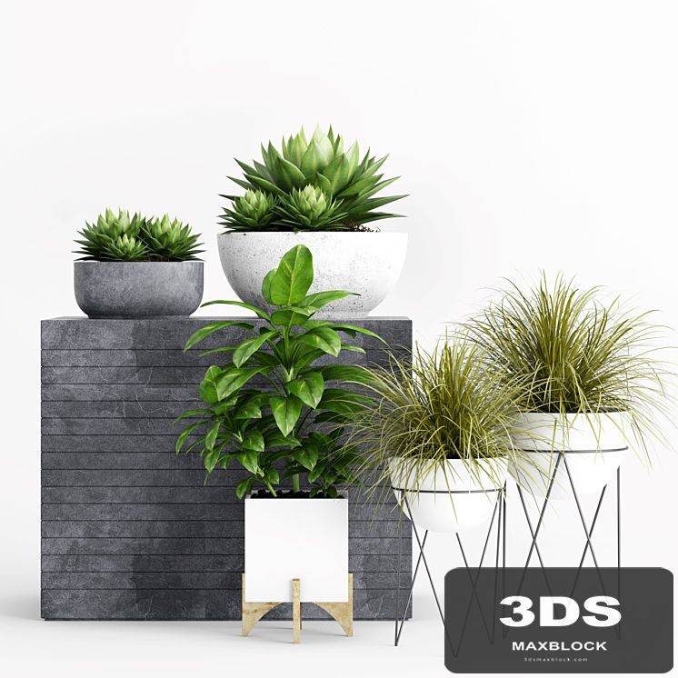Plants and Planters _1