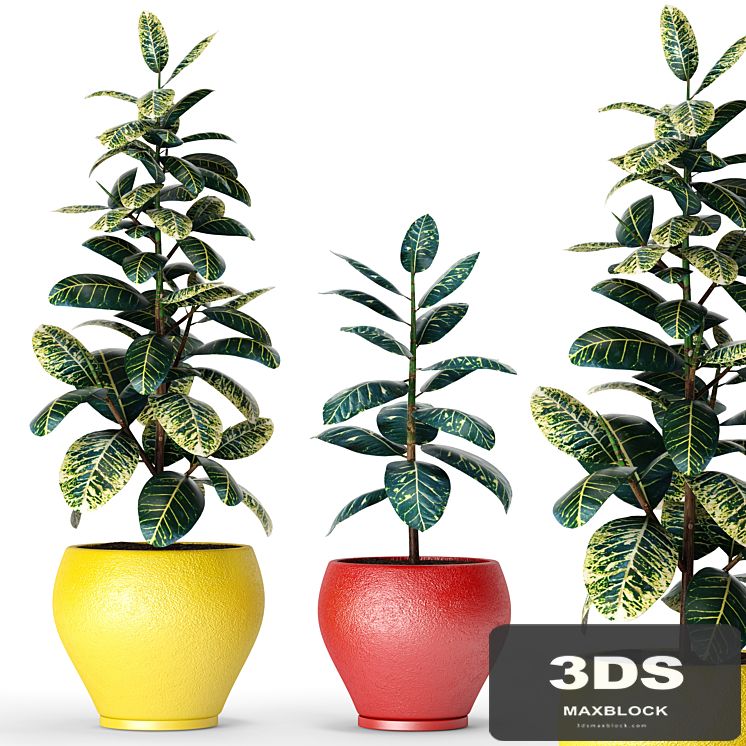 Collection of plants in pots 6, ficus, flower, pot, tree