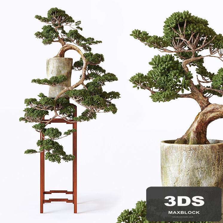 Bonsai