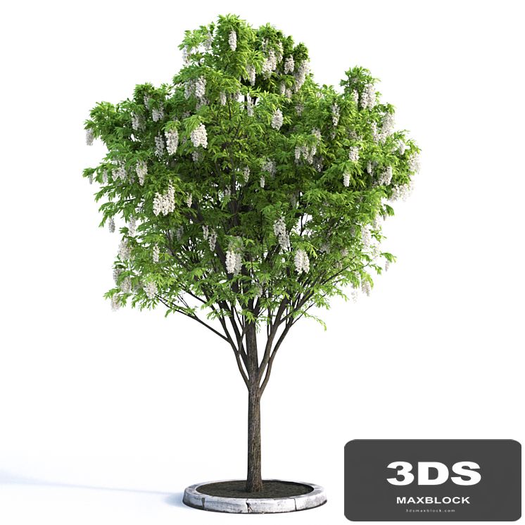 Acacia Tree