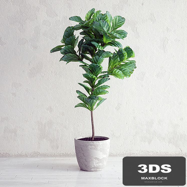 Ficus Lyrata - Interior Plant