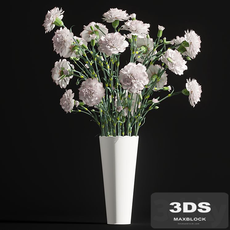 Carnation 2
