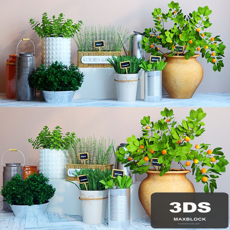 Kitchen garden 4