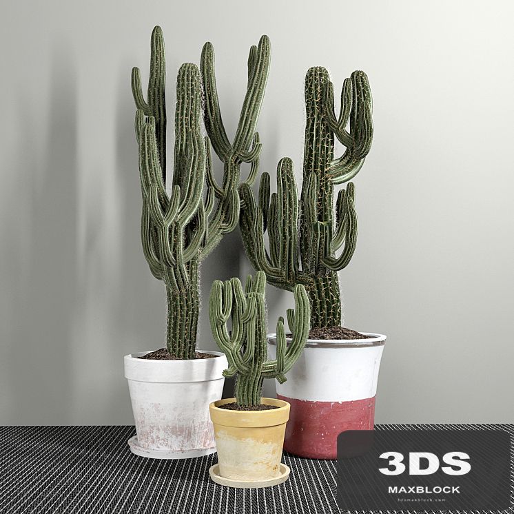 Set of Three Cactuses Carnegiea