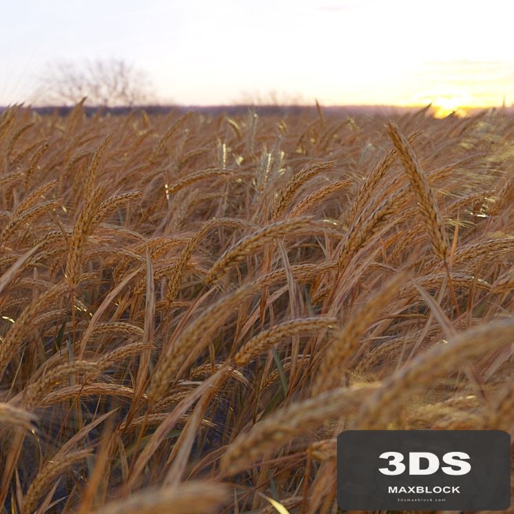 Wheat