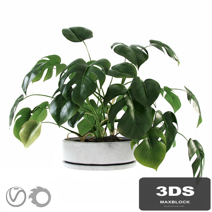 Liana Monstera