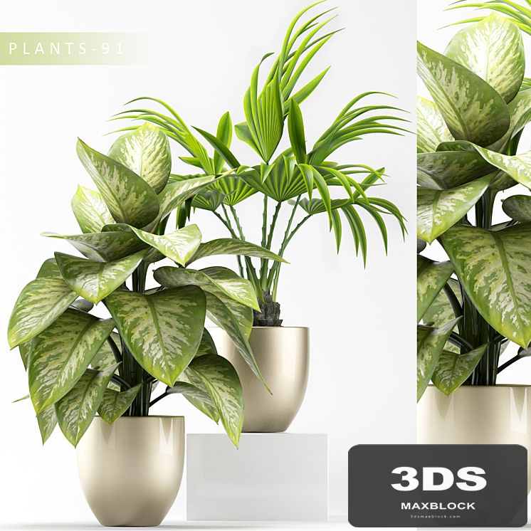 PLANTS 91