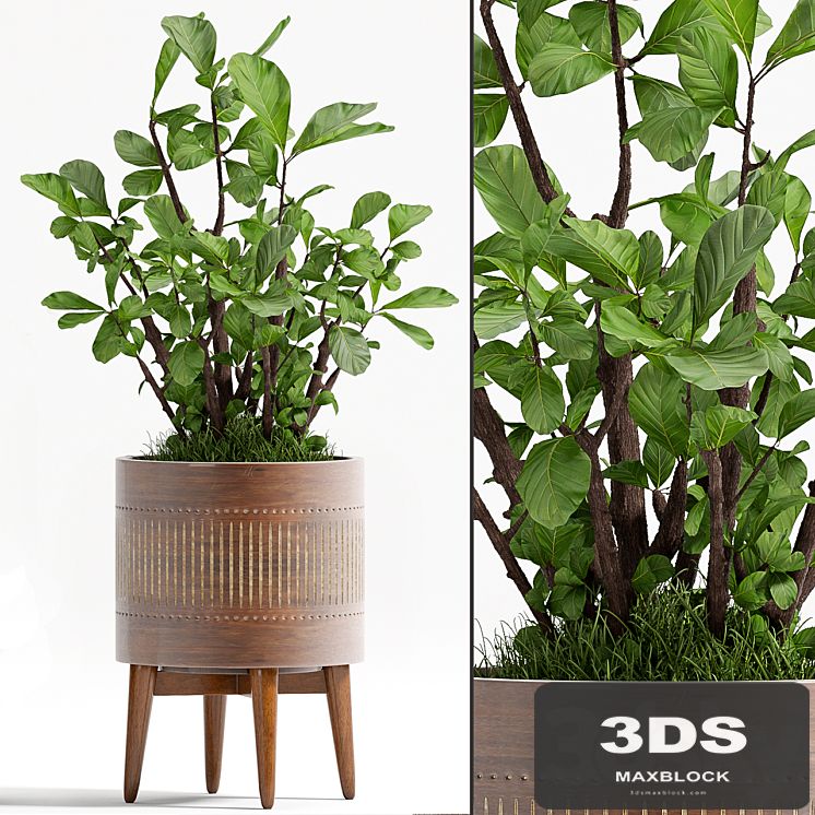 PLANT - 71