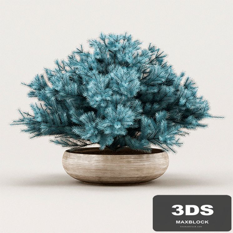 Cheap Juniper Blue