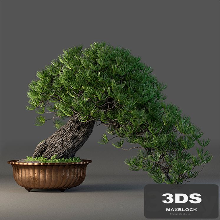 Bonsai